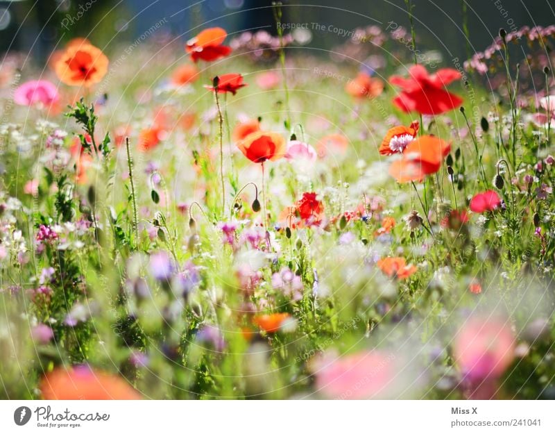 Bunte Wiese Pflanze Frühling Sommer Blume Gras Blatt Blüte Garten Blühend Duft Wachstum positiv mehrfarbig Mohnblüte Blumenwiese Sommerblumen Farbfoto