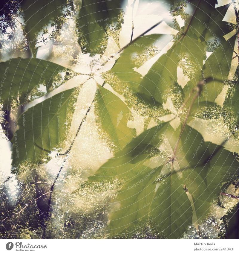 Sommerfest Natur Pflanze Schönes Wetter Baum Blatt frisch glänzend Wärme braun gelb grün Gefühle Stimmung Euphorie ästhetisch geheimnisvoll schön Wachstum