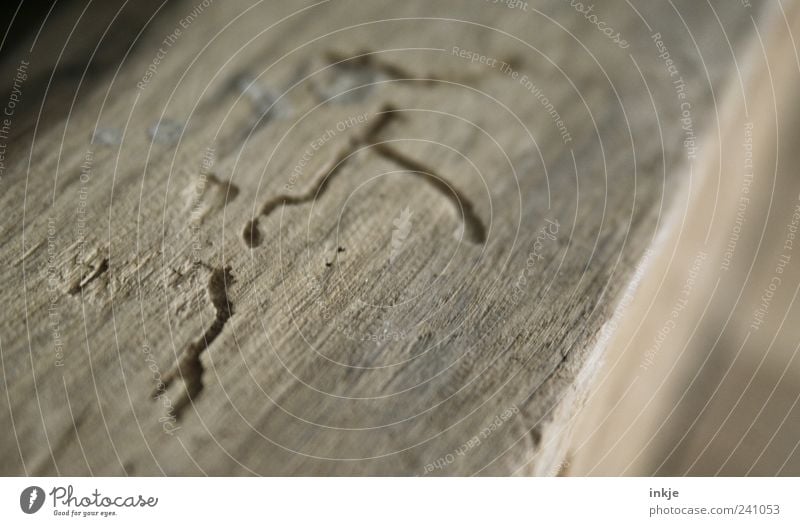 wenn man genauer hingesehen hätte... Dachgebälk Wurm Fährte holzwurm Holz Linie alt kaputt braun gefräßig Natur Verfall Vergänglichkeit Wandel & Veränderung