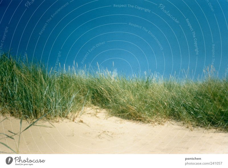 Dünen Ferien & Urlaub & Reisen Sommer Sommerurlaub Strand Natur Landschaft Sand Himmel Wolkenloser Himmel Schönes Wetter Pflanze Grünpflanze Küste blau grün