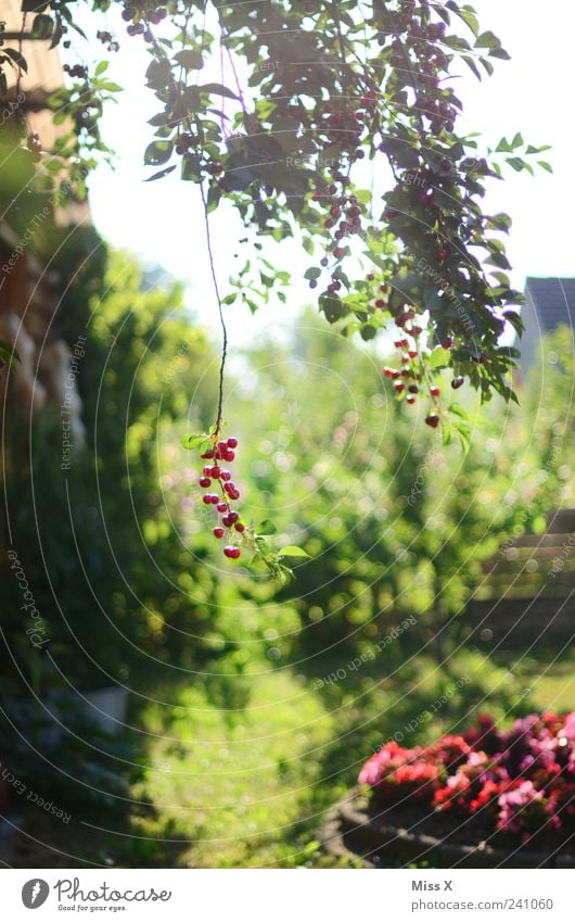 Wundervolles Idyll Lebensmittel Frucht Bioprodukte Sonnenlicht Sommer Schönes Wetter Pflanze Baum Blume Garten hängen klein lecker saftig sauer süß rot