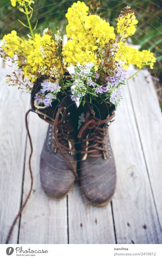 Alte und schmutzige Stiefel mit Blumenfüllung Umwelt Natur Pflanze Frühling Wildpflanze Topfpflanze Holz Leder alt Armut ästhetisch einfach frisch Billig schön