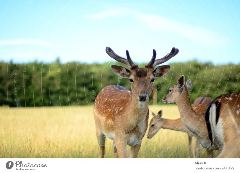 Rehlein Natur Tier Wiese Feld Wald Wildtier Tiergruppe Herde Schüchternheit Stolz Hirsche Wildnis Horn Neugier Farbfoto Außenaufnahme Textfreiraum oben