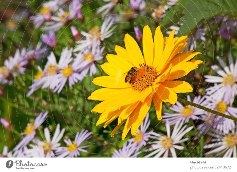 Nektarmenü Natur Schönes Wetter Blume Wiese Stadt Biene 1 Tier ästhetisch Farbfoto Außenaufnahme Textfreiraum links Morgen Unschärfe Starke Tiefenschärfe