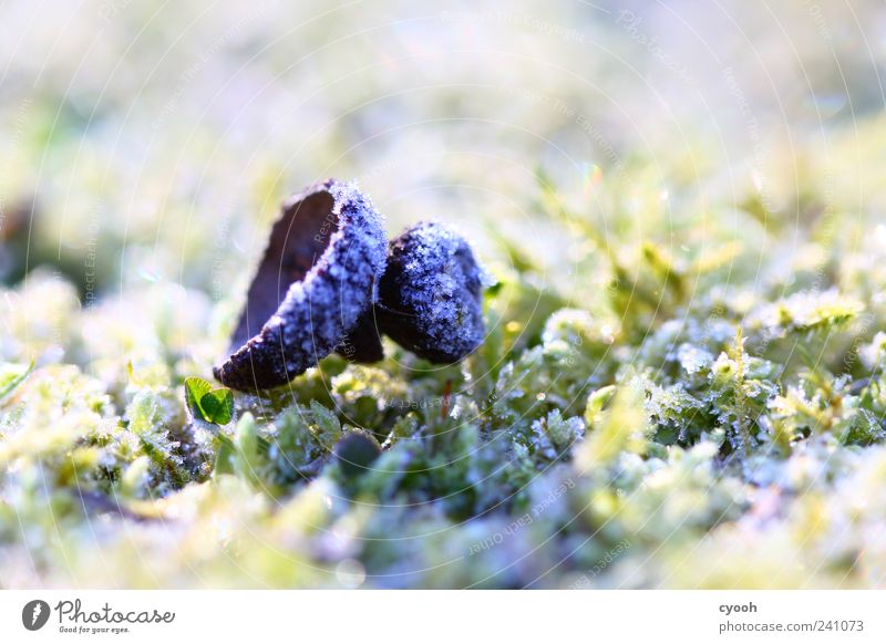 eisig Natur Pflanze Erde Herbst Eis Frost Moos hell kalt weiß Einsamkeit Eicheln Raureif Waldboden Gedeckte Farben Makroaufnahme Textfreiraum links