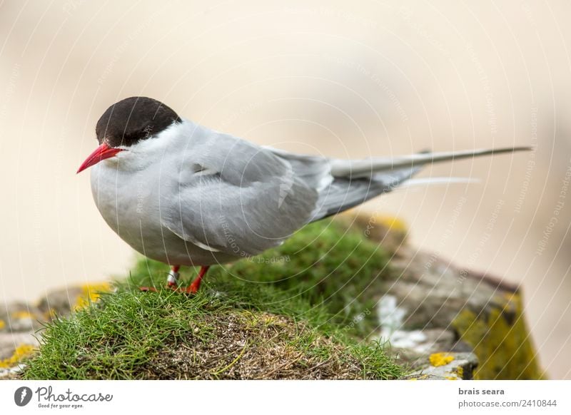 Küstenseeschwalbe Bildung Wissenschaften Biologie Biologe Ornithologie Umwelt Natur Tier Sehenswürdigkeit Wildtier Vogel 1 fliegen Tierliebe Umweltschutz