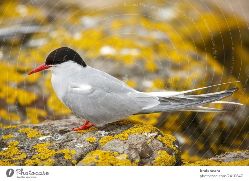 Küstenseeschwalbe Wissenschaften Biologie Biologe Ornithologie Umwelt Natur Tier Erde Wildtier Vogel 1 Stein gelb Tierliebe sterna paradisaea Tierwelt Akkordata