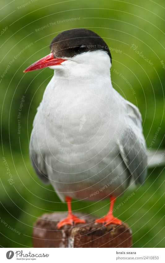 Geringe Tiefenschärfe Wissenschaften Ornithologie Biologie Biologe Umwelt Natur Tier Erde Küste Wildtier Vogel Küstenseeschwalbe 1 Tierliebe