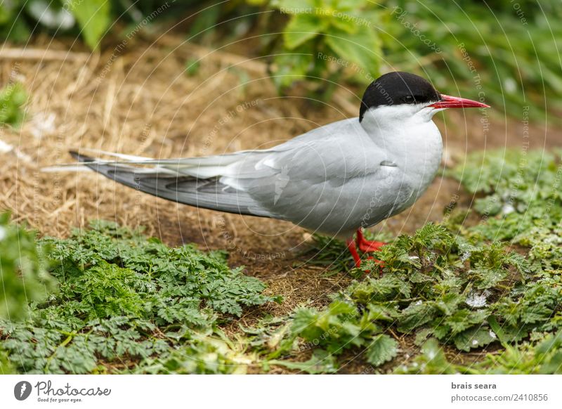 Küstenseeschwalbe Wissenschaften Biologie Biologe Ornithologie Umwelt Natur Tier Erde Insel Farne Wildtier Vogel 1 Tierliebe sterna paradisaea Tierwelt