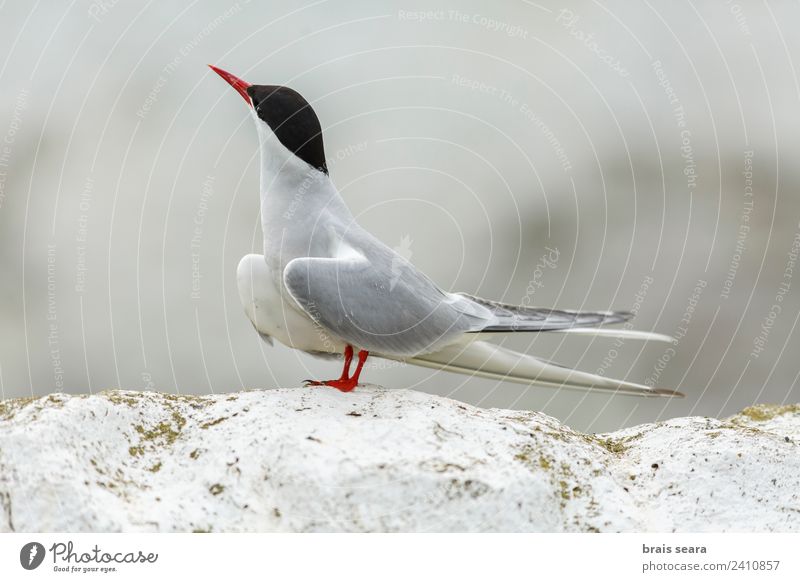 Küstenseeschwalbe Wissenschaften Biologie Biologe Ornithologie Umwelt Natur Tier Erde Insel Wildtier Vogel 1 Stein natürlich Tierliebe Umweltschutz