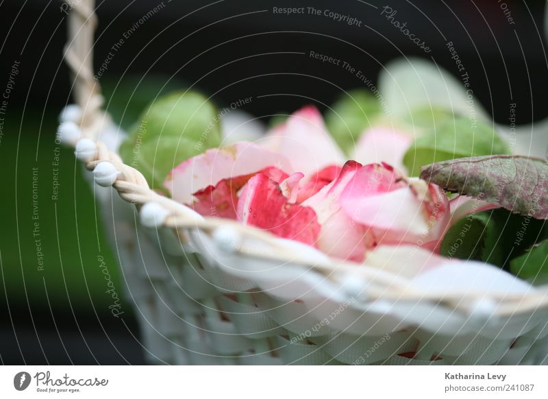 Streublumen Blume grün rosa weiß Warmherzigkeit Romantik ästhetisch Duft Farbe Nostalgie Rose Rosenblätter Korb Körbchen Sommer Farbfoto Außenaufnahme