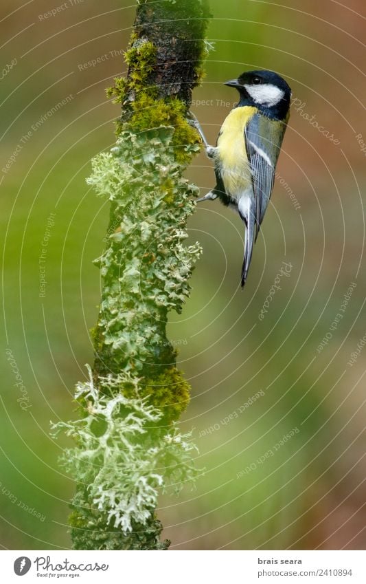 Kohlmeise Wissenschaften Biologie Ornithologie Umwelt Natur Tier Pflanze Baum Wald Wildtier Vogel 1 Holz natürlich gelb grün Tierliebe Umweltschutz parus major