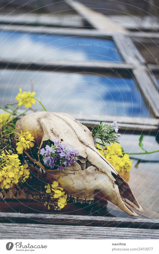 Tierschädel mit Blumenfüllung über einem alten Fenster Stil Design exotisch Halloween Natur Frühling Klimawandel Wildpflanze Wildtier Totes Tier Knochen 1 Holz