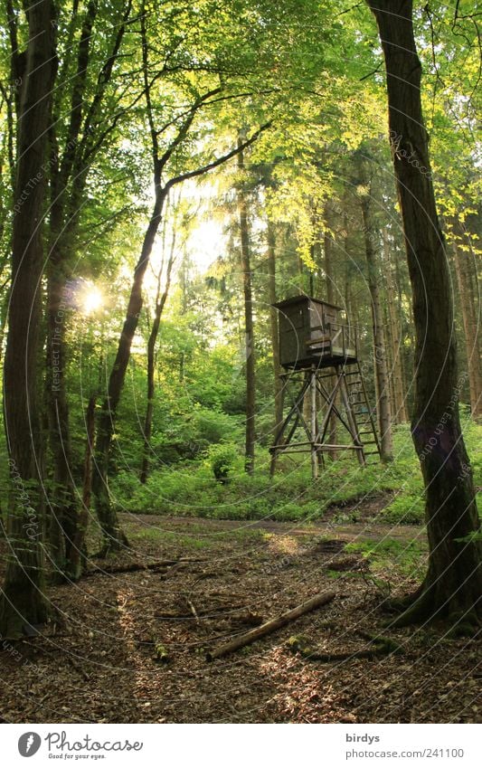 Waldeslust Jagd Natur Pflanze Sonnenlicht Sommer Schönes Wetter natürlich grün ruhig Frieden Gegenlicht Sonnenaufgang Hochsitz Fußweg Blätterdach Baum Blatt