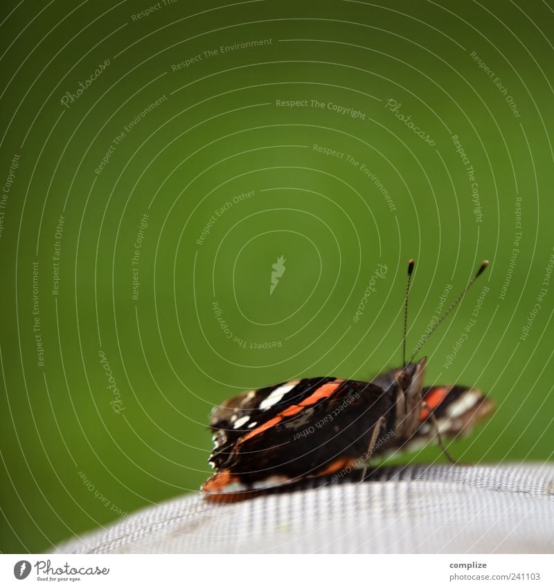 Falter ruhig Sommer Umwelt Natur Pflanze Tier Klima Schönes Wetter Schmetterling 1 Glück grün Akzeptanz Vertrauen Hose Sonnenbad Farbfoto Textfreiraum oben Tag