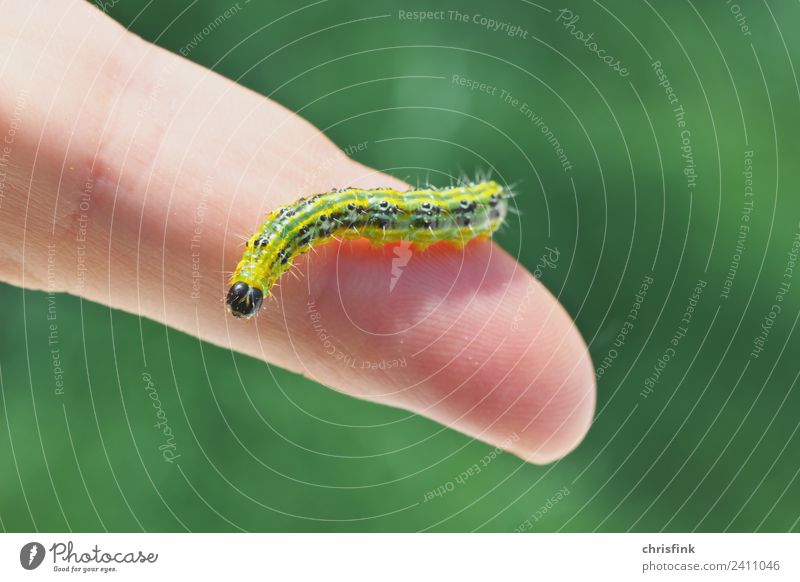 Zünsler Raupe auf Finger Natur Frühling Sommer Pflanze Sträucher Tier Schmetterling Buchsbaumzünsler 1 Ekel Cydalima perspectalis Schädlinge Garten bux buxbaum