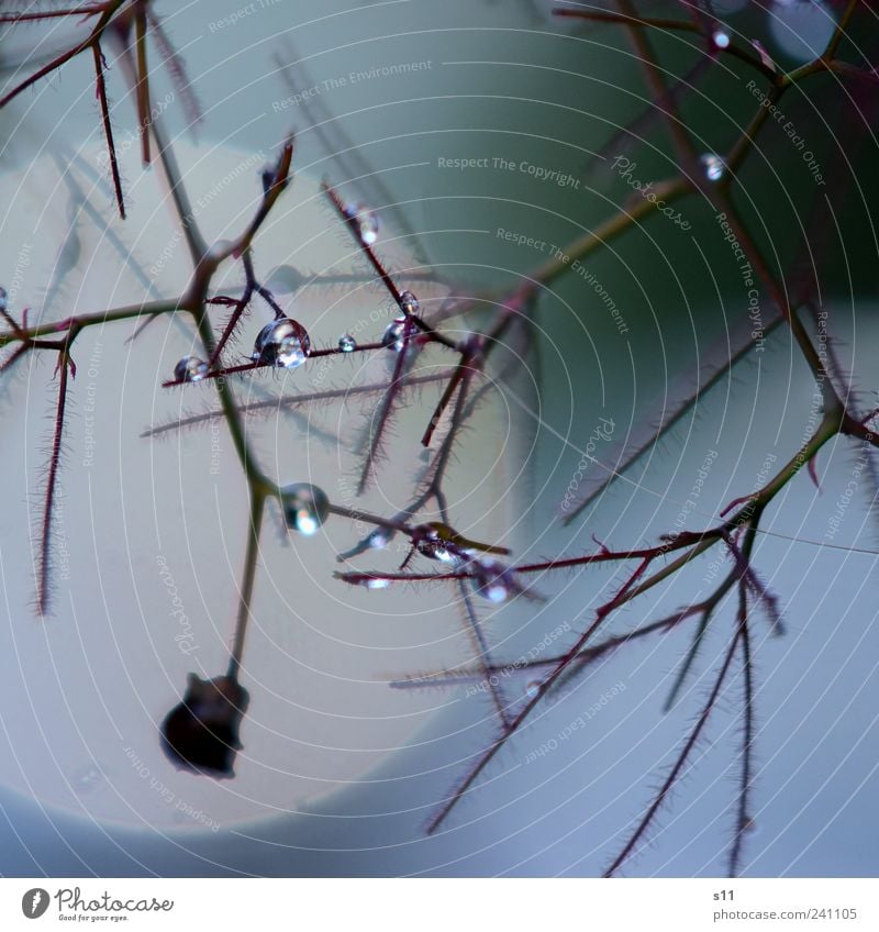 Leichtigkeit Natur Pflanze Wassertropfen Sommer Wetter Schönes Wetter schlechtes Wetter Regen Baum außergewöhnlich dunkel dünn elegant glänzend blau Kraft schön