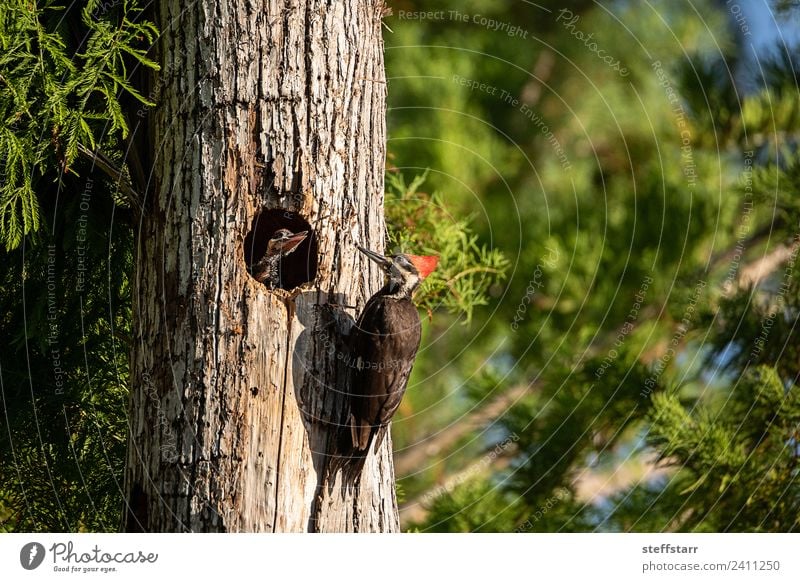 Gemahlener Specht Vogel Dryocopus pileatus Küken Baby Baum Tier Wildtier 3 Tierjunges braun grün rot um Essen bitten Betteln Vogeljunge Nest Stapelspecht