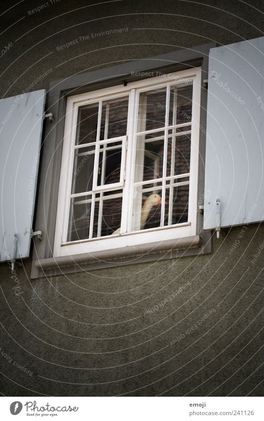 ente ente ente ente Haus Mauer Wand Fassade Fenster dunkel Gans skurril obskur seltsam Vignettierung Fensterscheibe Fensterladen Fensterrahmen Fensterblick