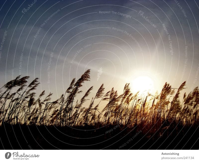 im Wind Umwelt Natur Landschaft Pflanze Erde Luft Himmel Sonne Wetter Schönes Wetter Wärme Gras Wiese Feld blau braun schwarz Farbfoto Außenaufnahme