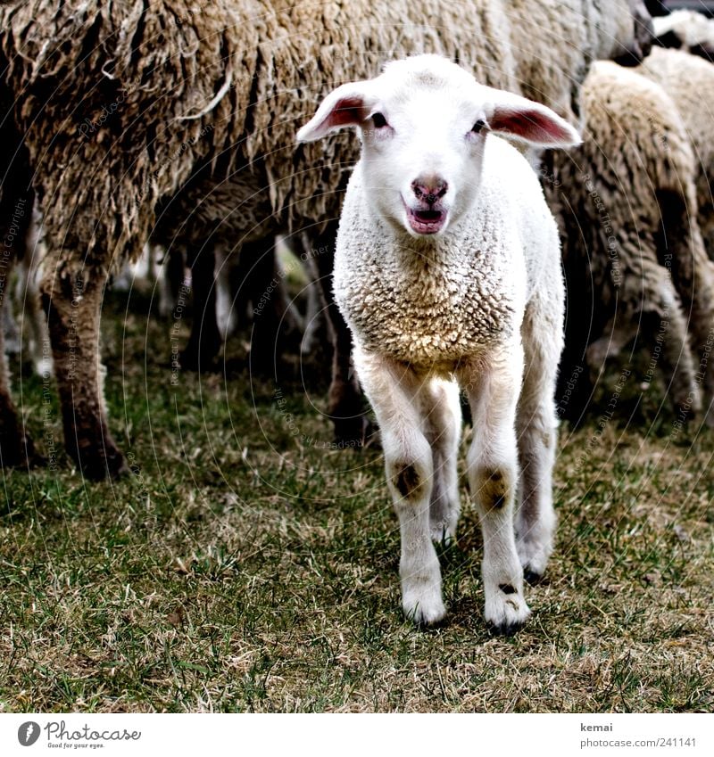 So klein und schon dreckig Natur Gras Wiese Tier Nutztier Tiergesicht Fell Schaf Lamm 1 Herde schreien Neugier niedlich weiß Interesse blöken Farbfoto