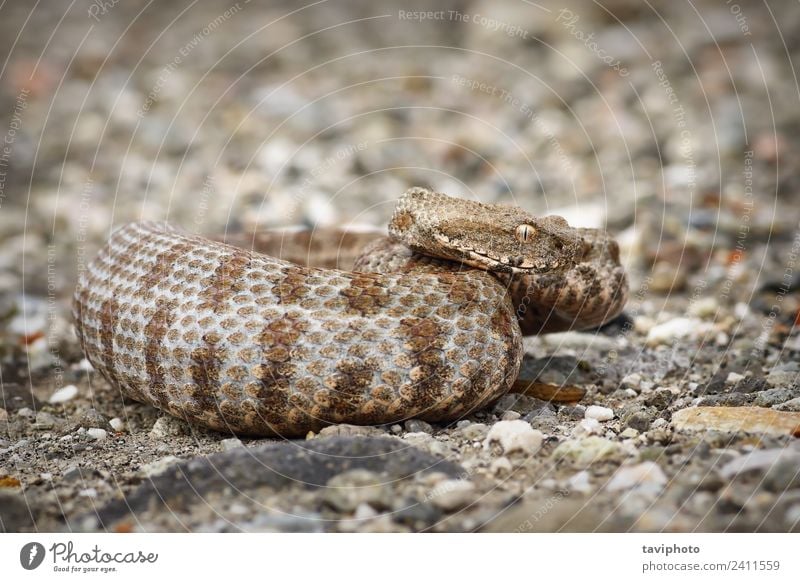 schöne Milos-Viper Umwelt Natur Tier Schlange groß natürlich wild rot gefährlich iucn schweizeri giftig Natter Vipera Makrovipera lebetina Kopf Gefahr trocknen