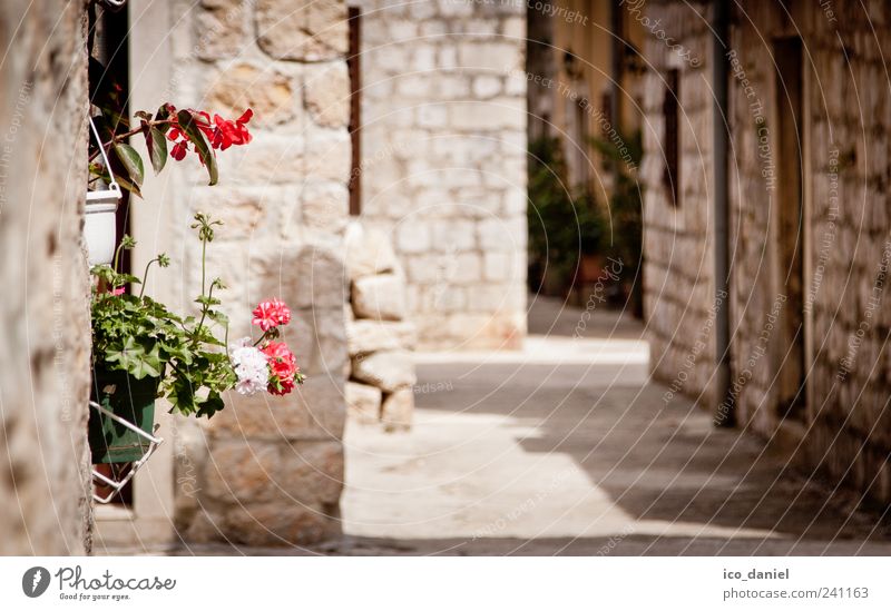 Ston II in Kroatien Ferien & Urlaub & Reisen Tourismus Ausflug Sightseeing Sommer Sommerurlaub Haus Schönes Wetter Pflanze Blüte Dorf Kleinstadt Stadtzentrum