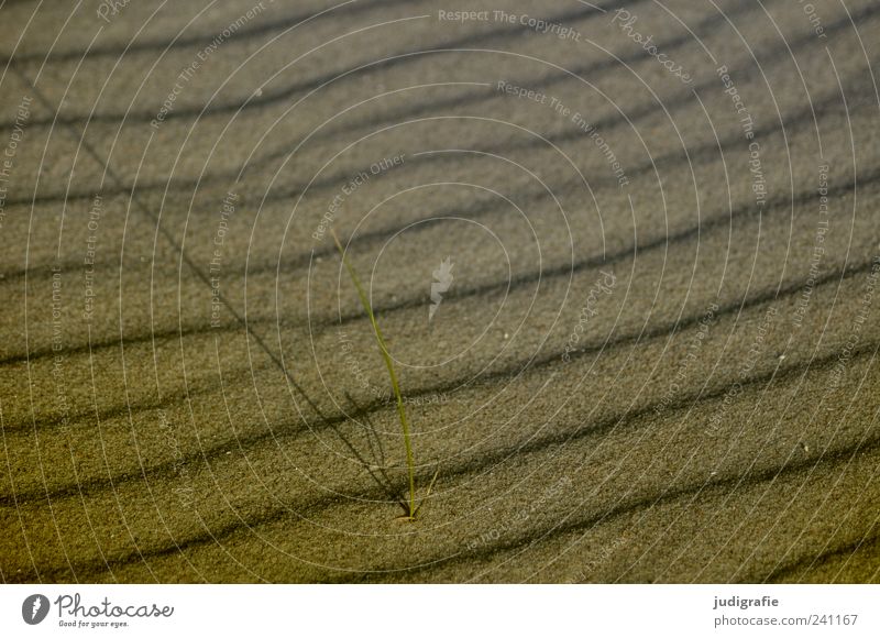 Strandformen Umwelt Natur Pflanze Gras Sand Wachstum natürlich Stimmung Vergänglichkeit zart Strukturen & Formen Farbfoto Gedeckte Farben Außenaufnahme Muster