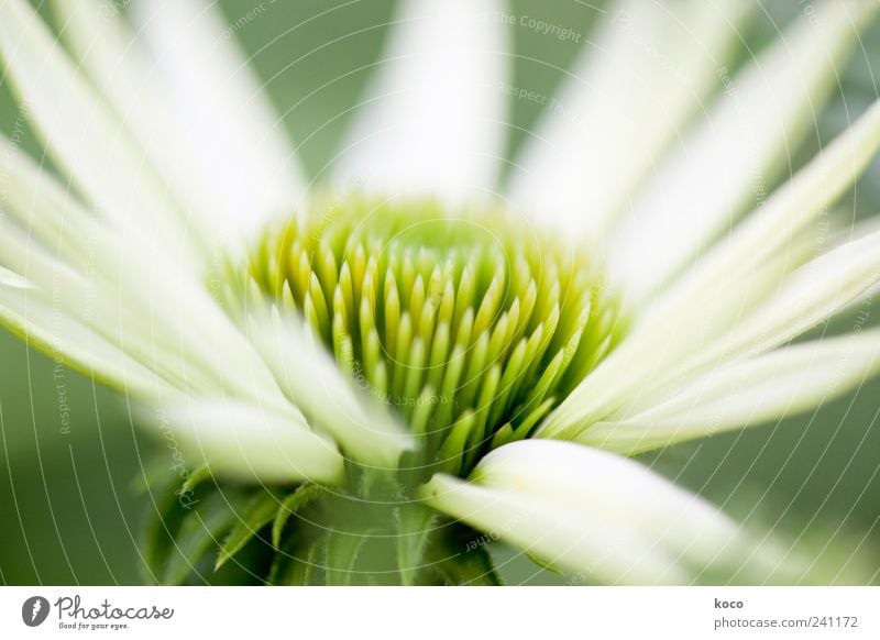 Sommerblume elegant schön Leben harmonisch Natur Pflanze Frühling Blüte Blühend Wachstum ästhetisch Duft Spitze gelb grün weiß Frühlingsgefühle Optimismus Farbe