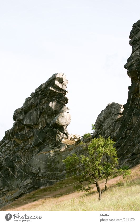 Teufelsmauer Umwelt Natur Landschaft Baum Wiese Felsen Berge u. Gebirge Klippe Stein stehen außergewöhnlich eckig fest natürlich bizarr Harz steil Steilwand