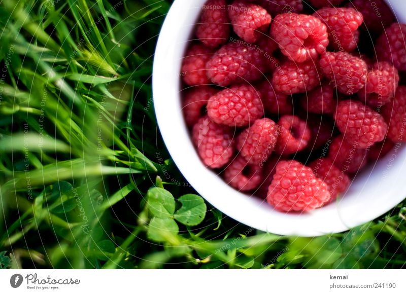 Eine Schale voller Beeren Lebensmittel Frucht Himbeeren Ernährung Picknick Bioprodukte Vegetarische Ernährung Slowfood Schalen & Schüsseln Natur Sommer Pflanze