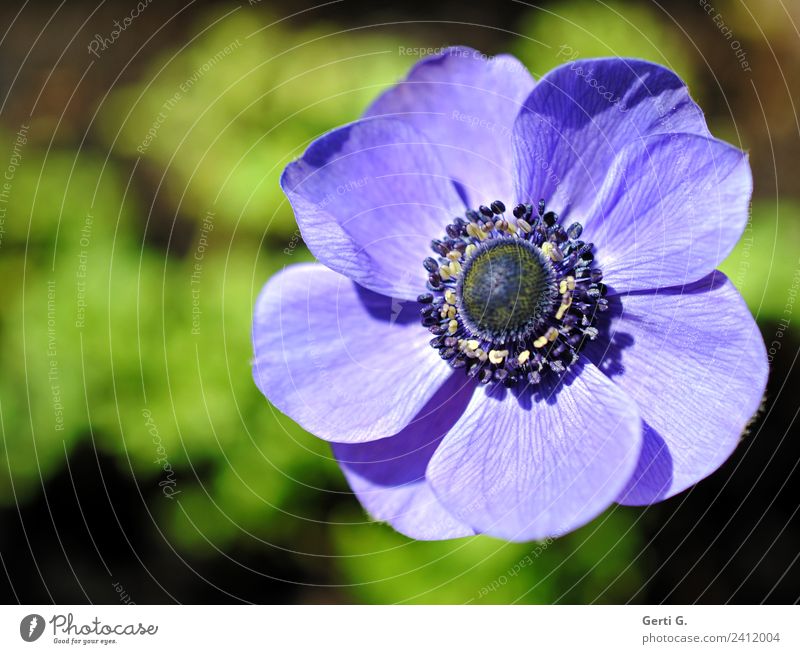 Blaue Anemonenblüte vor unscharfem grünen Hintergrund, viel Sonnenlicht im Bild Natur Blume Blüte Blütenpflanze Blütenstempel Blütenblatt Garten ästhetisch