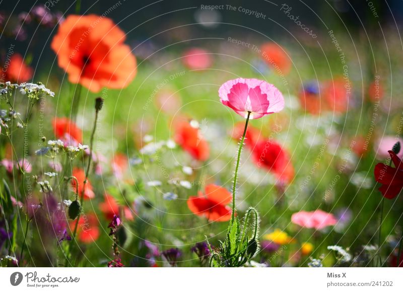 Jetzt wirds nochmal bunt Natur Pflanze Frühling Sommer Blume Gras Blatt Blüte Garten Wiese Blühend Duft Wachstum positiv schön mehrfarbig Mohn Mohnblüte