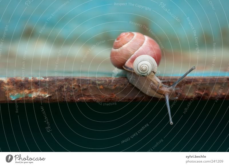 In die gleiche Richtung schauen Leben Tier Wildtier Schnecke 2 Tierjunges Tierfamilie Container Metall Rost beobachten Blick Zusammensein klein niedlich