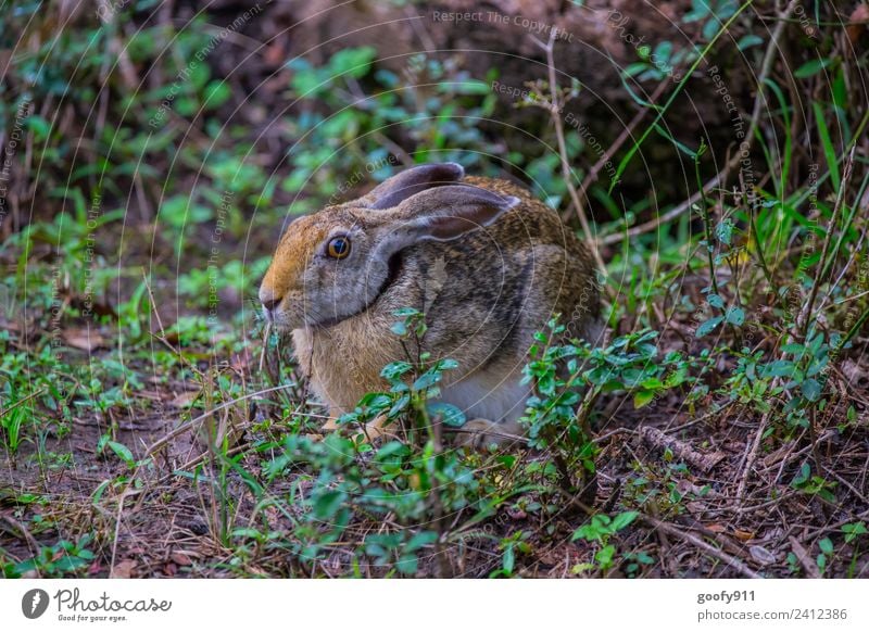 Wilder Hase ;-) Ausflug Abenteuer Safari Expedition Umwelt Natur Landschaft Erde Gras Sträucher Wald Urwald Tier Wildtier Tiergesicht Fell Fährte