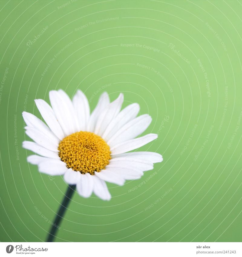 ...liebt mich? Natur Pflanze Blume Blatt Blüte Blütenblatt Gänseblümchen Blühend schön gelb grün weiß Farbfoto Innenaufnahme Nahaufnahme Detailaufnahme