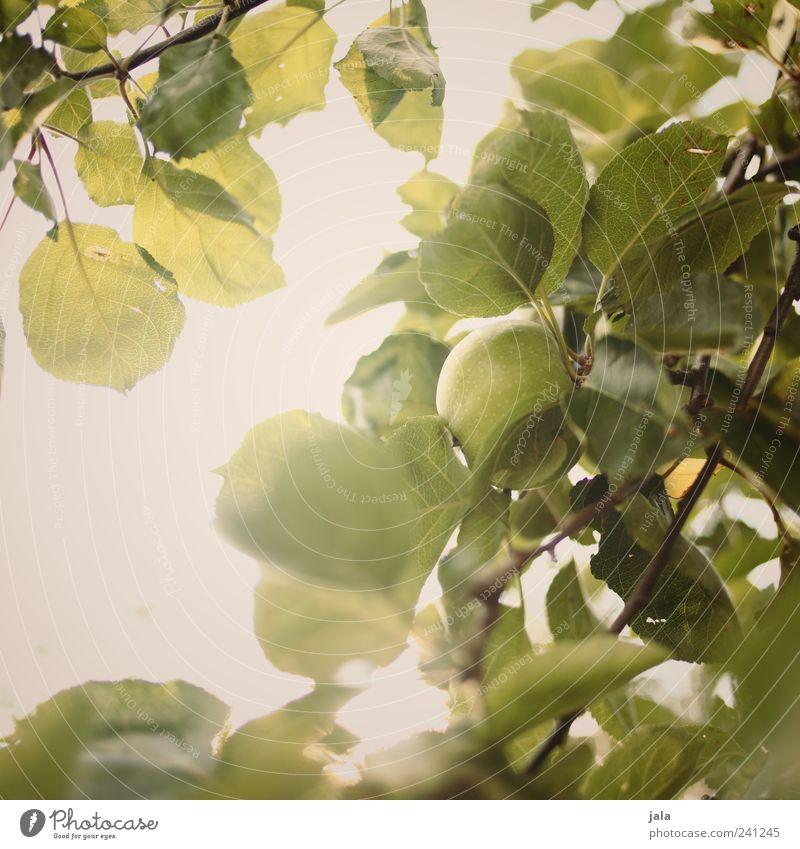 apfelbaum Frucht Apfel Natur Pflanze Baum Grünpflanze Nutzpflanze Gesundheit lecker grün Farbfoto Außenaufnahme Menschenleer Hintergrund neutral Tag Licht