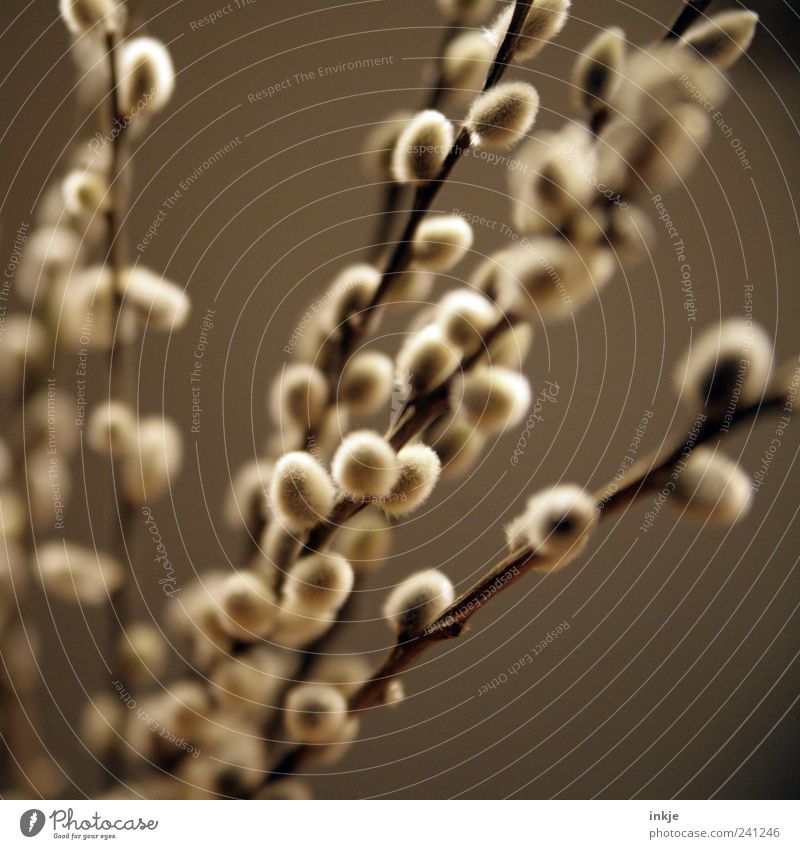 Weidenkätzchen Dekoration & Verzierung Pflanze Frühling Sträucher Ast Zweige u. Äste Holz schön kuschlig lang natürlich weich braun Natur rein Wachstum Farbfoto