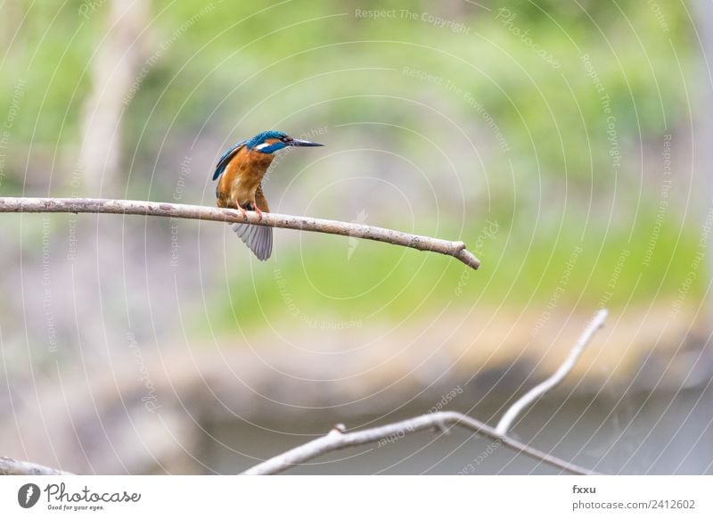 Eisvogel Tier Hintergrundbild Schnabel schön schön Eisvogel Vogel blau Zweig Farbe mehrfarbig Umwelt Feder grün Eisvögel Natur Außenaufnahme Park klein Schweiz