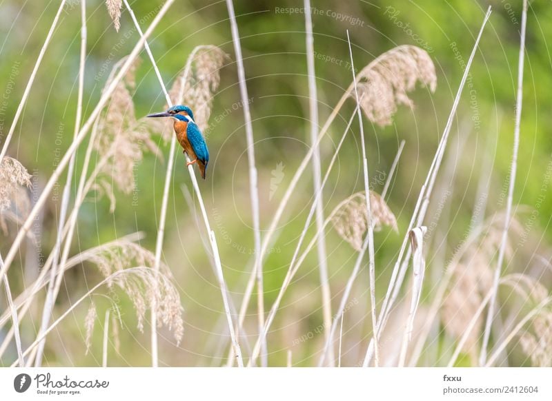 Eisvogel im Schilf Tier Hintergrundbild Schnabel schön schön Eisvogel Vogel blau Zweig Farbe mehrfarbig Umwelt Feder grün Eisvögel Natur Außenaufnahme Park