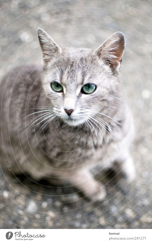 Biest Tier Haustier Katze Tiergesicht Fell Schnurrhaar Ohr Auge 1 Tierjunges Blick sitzen schön Neugier niedlich grau grün Tierliebe Farbfoto Gedeckte Farben