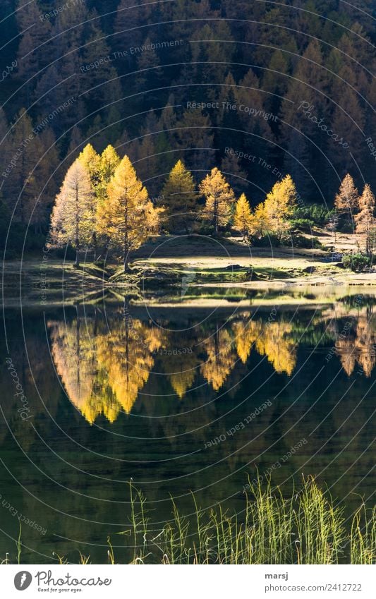 Herbstliche Spiegelung Leben harmonisch Natur Schönes Wetter Wildpflanze Lärche Wald See Duisitzkarsee leuchten Traurigkeit Trauer Ende träumen Vergänglichkeit