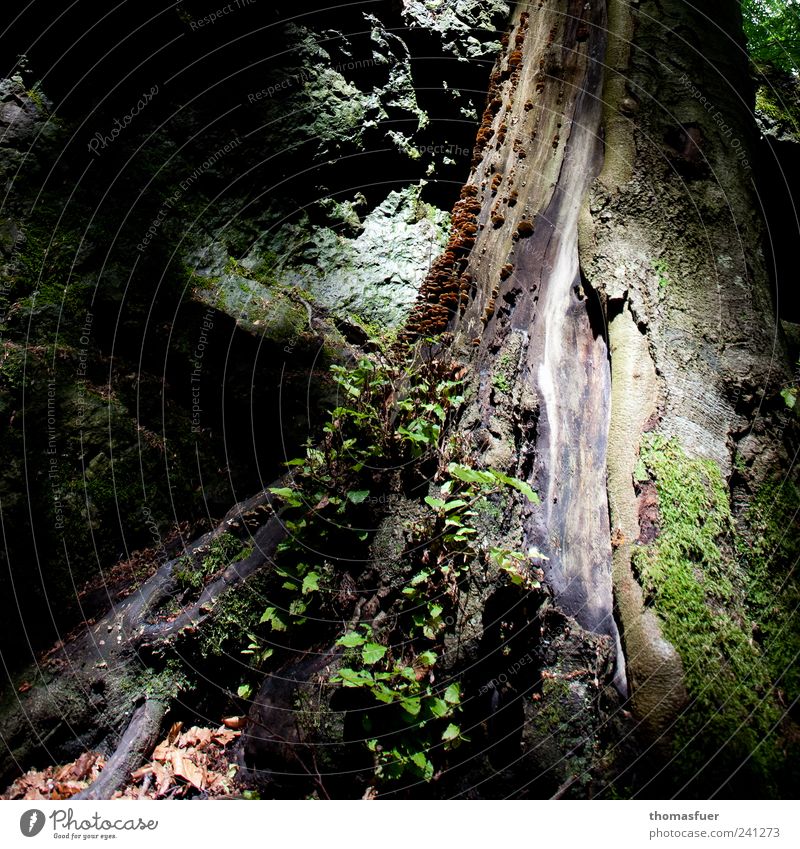 nachwachsender Rohstoff Sommer Umwelt Natur Schönes Wetter Baum Wald Holz Wachstum alt dick gigantisch groß hoch braun grün Kraft standhaft einzigartig Idylle