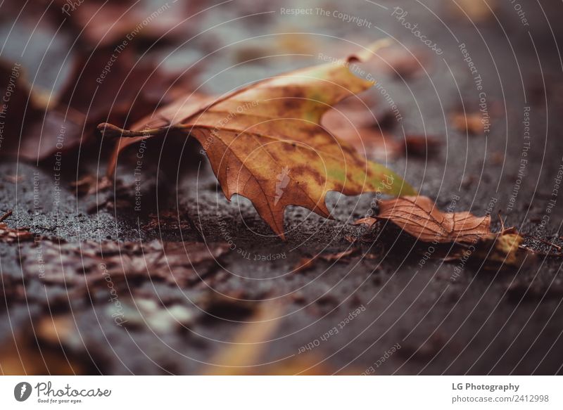 Herbstfarbenes Blatt auf dem Boden Design Glück schön Dekoration & Verzierung Erntedankfest Natur Wetter Wald braun gelb gold rot weiß Farbe Jahreszeiten orange