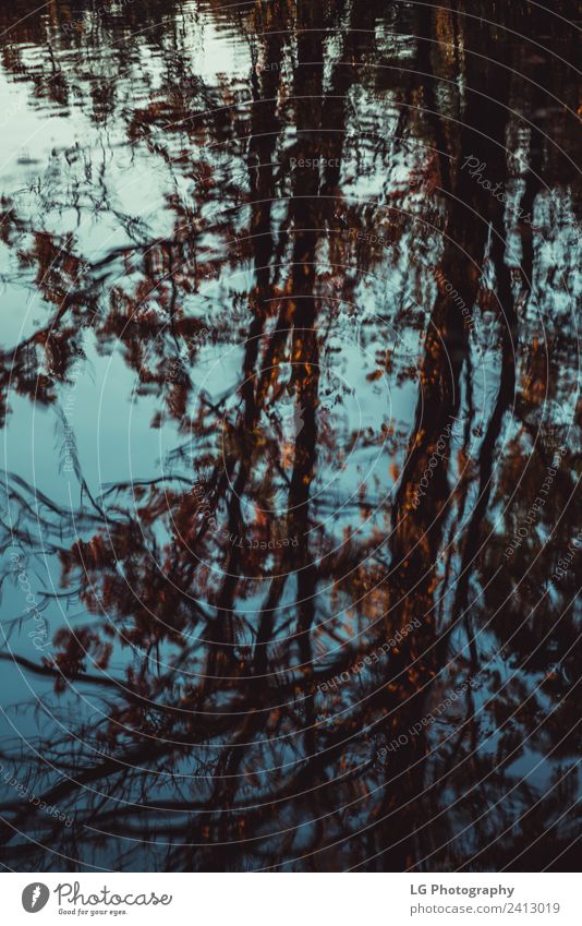 Wasserreflexion mit Bäumen Blätter Herbst schön Tapete Umwelt Natur Pflanze Himmel Wetter Regen Baum Blatt Park Wald Tropfen alt hell nass natürlich blau braun