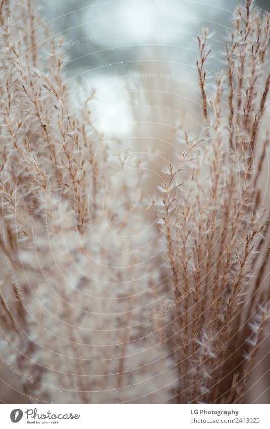 Heidegraspflanzen Leben Natur Landschaft Pflanze Himmel Wind Blume Gras Blatt Wiese weich grün Feder Angebot Pampas botanisch Spazierstock aufblühen beige