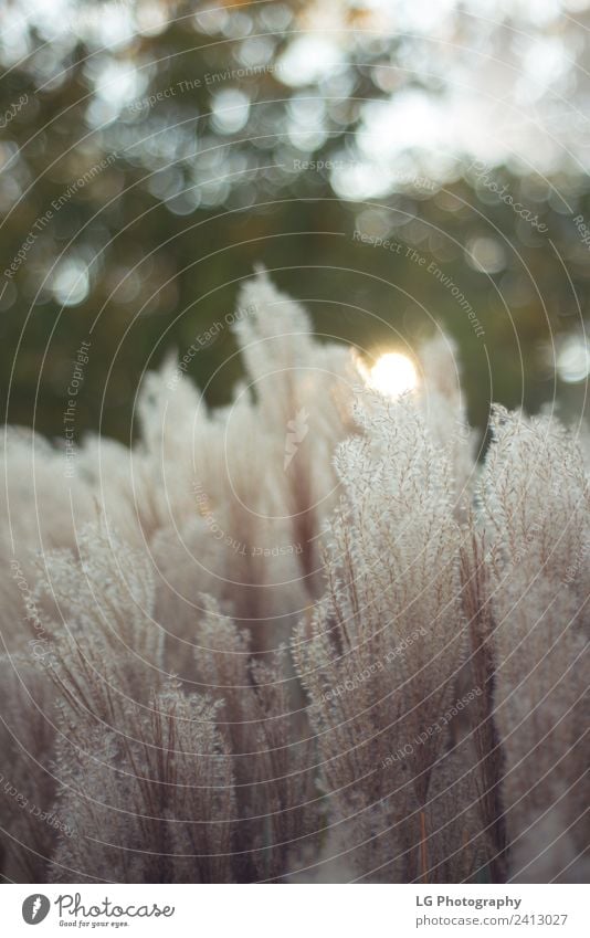 Heidegraspflanzen Leben Natur Landschaft Pflanze Himmel Wind Blume Gras Blatt Wiese weich grün Feder Angebot Pampas botanisch Spazierstock aufblühen beige