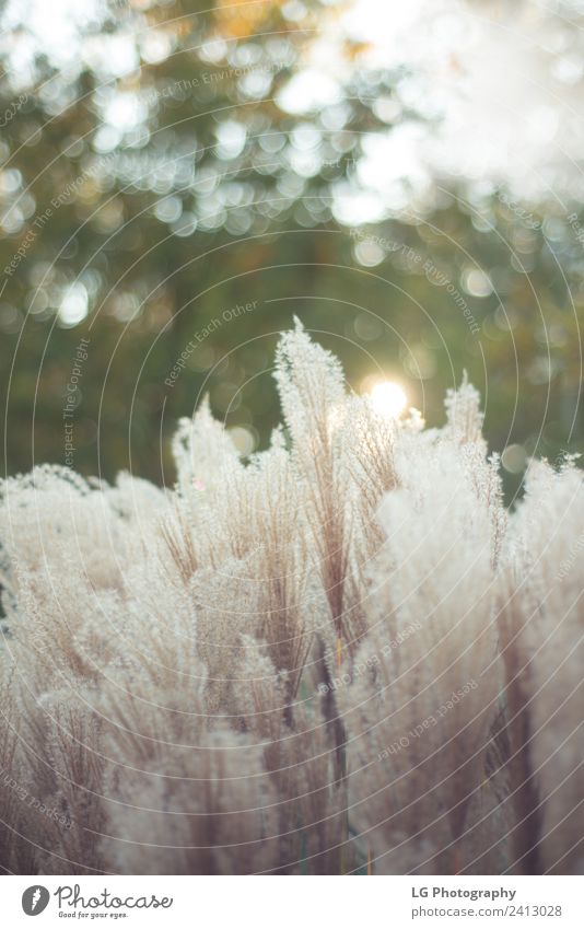 Heidegraspflanzen Leben Natur Landschaft Pflanze Himmel Wind Blume Gras Blatt Wiese weich grün Feder Angebot Pampas botanisch Spazierstock aufblühen beige