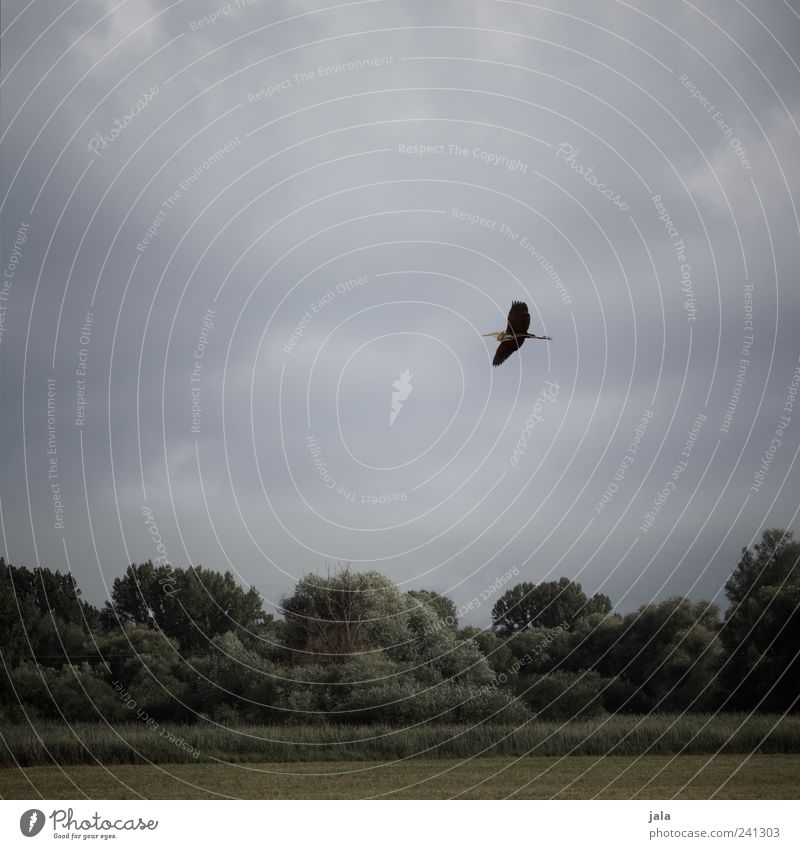 reiher Natur Landschaft Himmel Wolken Pflanze Baum Gras Sträucher Grünpflanze Wiese Wald Tier Wildtier Vogel Reiher Graureiher 1 fliegen Farbfoto