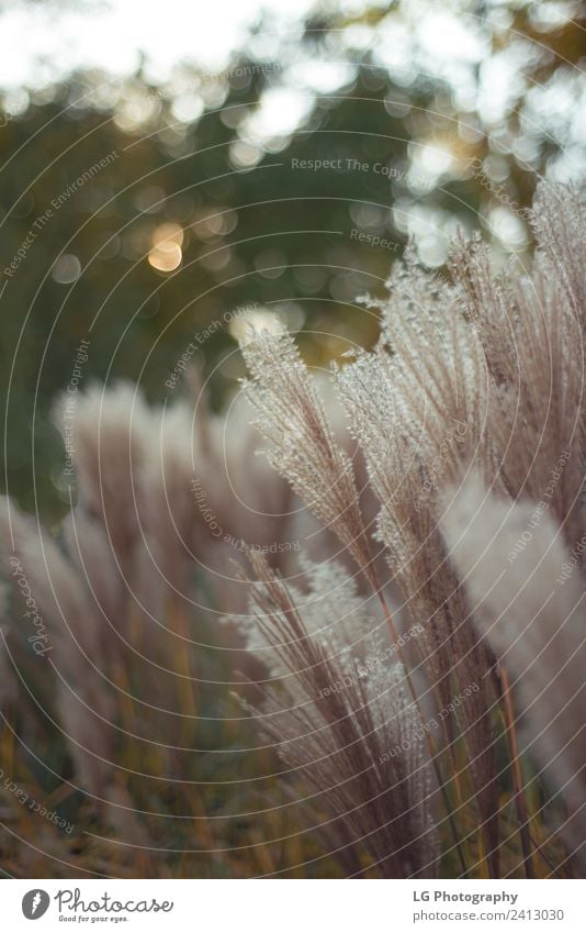 Heidegraspflanzen Leben Natur Landschaft Pflanze Himmel Wind Blume Gras Blatt Wiese weich grün Feder Angebot Pampas botanisch Spazierstock aufblühen beige